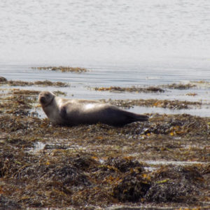 Strangford Lough Seals