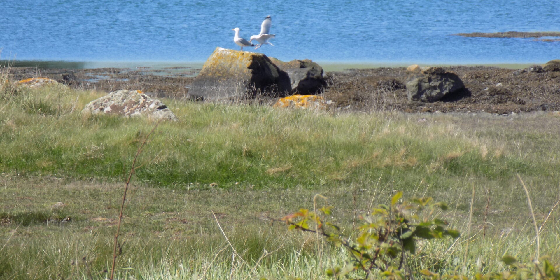 Birdlife by the lough shore