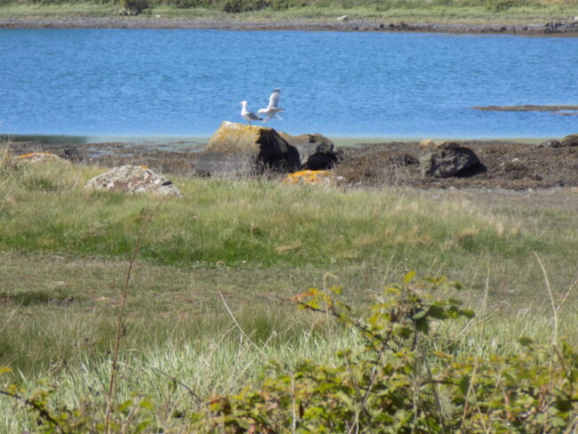 Birdlife by the lough shore