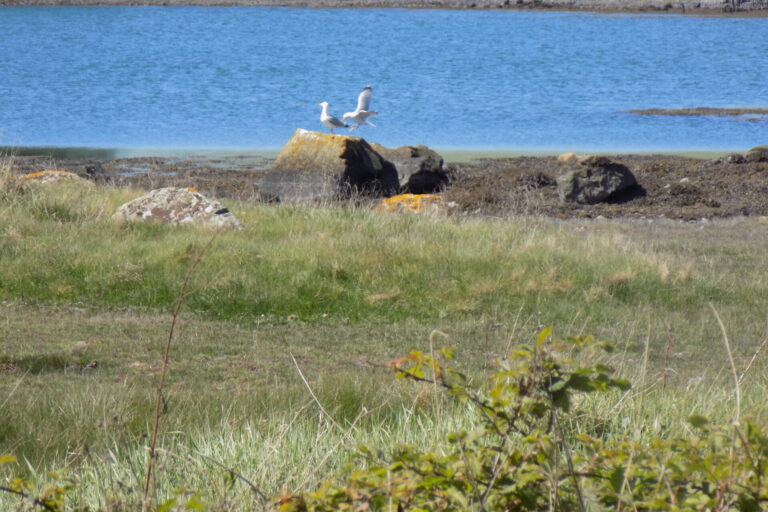 Birdlife by the lough shore