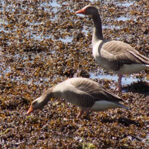 Greylag geese on the shores of Strangford Lough