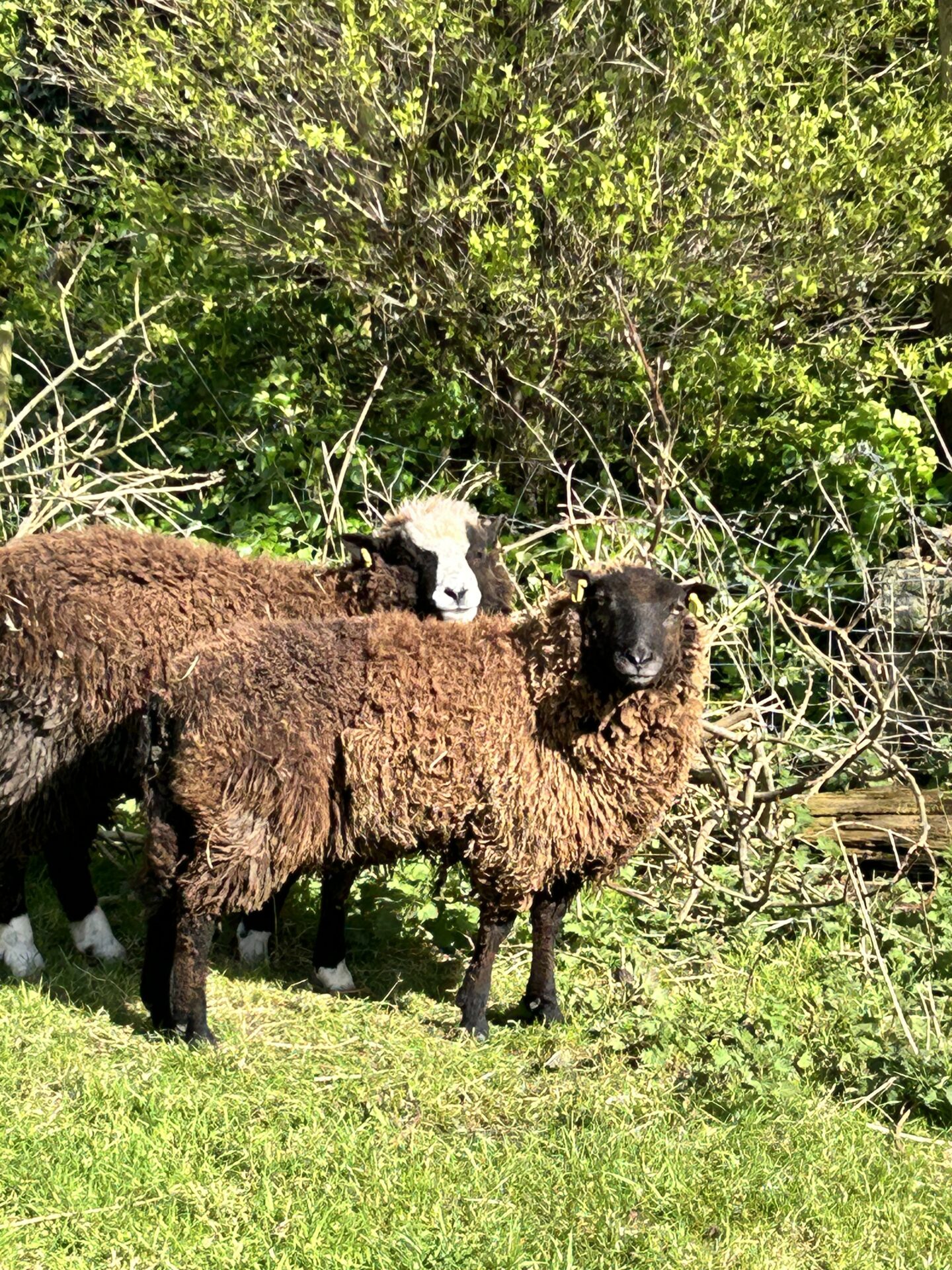2405032 BROWN SHEEP